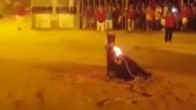 Boynuzları Yakılan Boğa, Kafasını Tahtaya Vurarak İntihar Etti