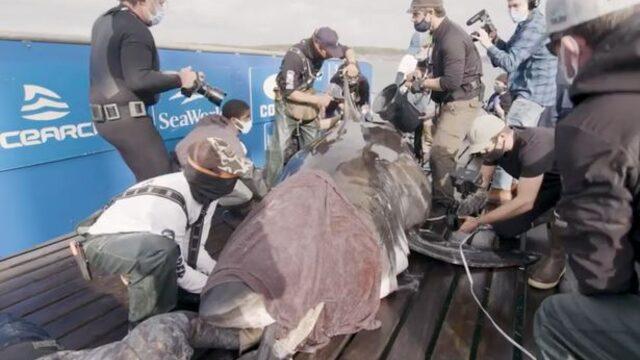 Okyanusun Kraliçesi olarak adlandırılıyordu! Tam 250 kilogram ağırlığında ve 5 metre uzunluğunda