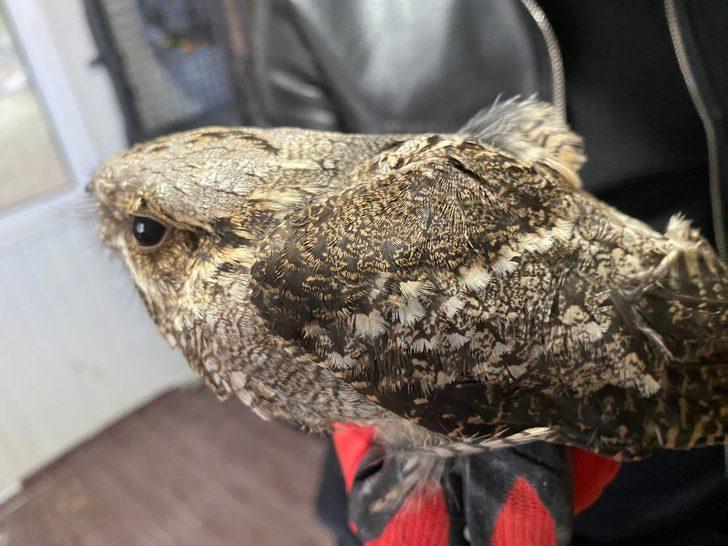 Erzurum'da tedavisi tamamlanan çobanaldatan kuşu doğaya salındı G2