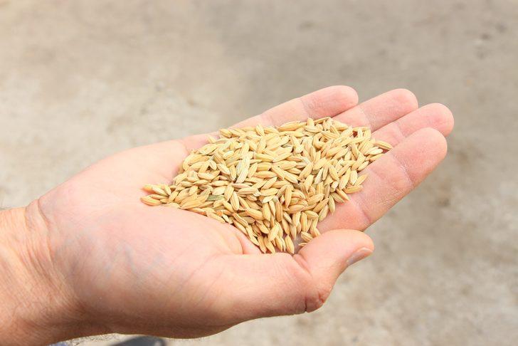 Edirne'de çiftçi devlet destekli damla sulamayla çeltik ekti, verimi artırdı G3