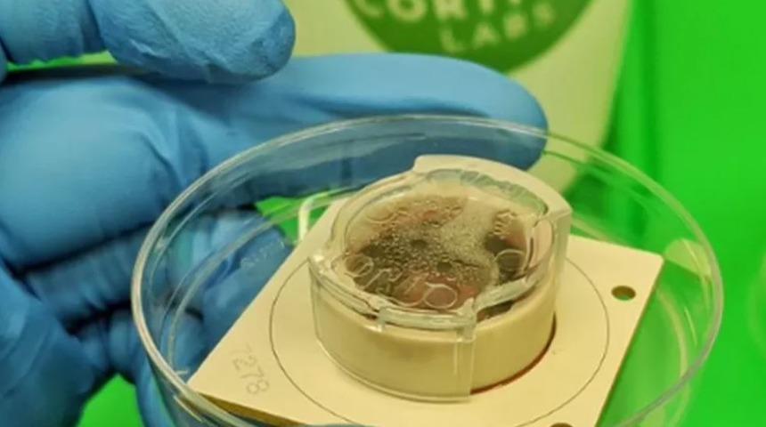 Herkes bunu konuşuyor... L﻿aboratuvarda &uuml;retilen beyin h&uuml;creleri bilgisayar oyunu oynadı!