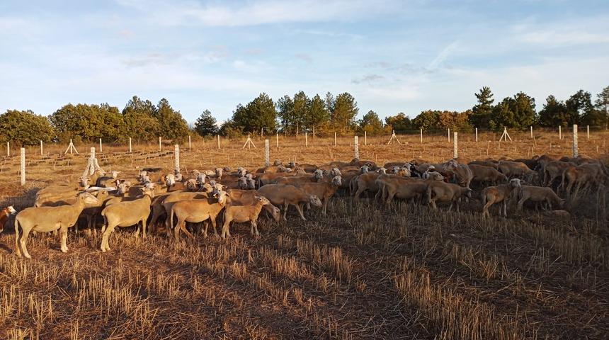 Kırklareli'nde kaybolan koyun sürüsü AFAD ekiplerince bulundu