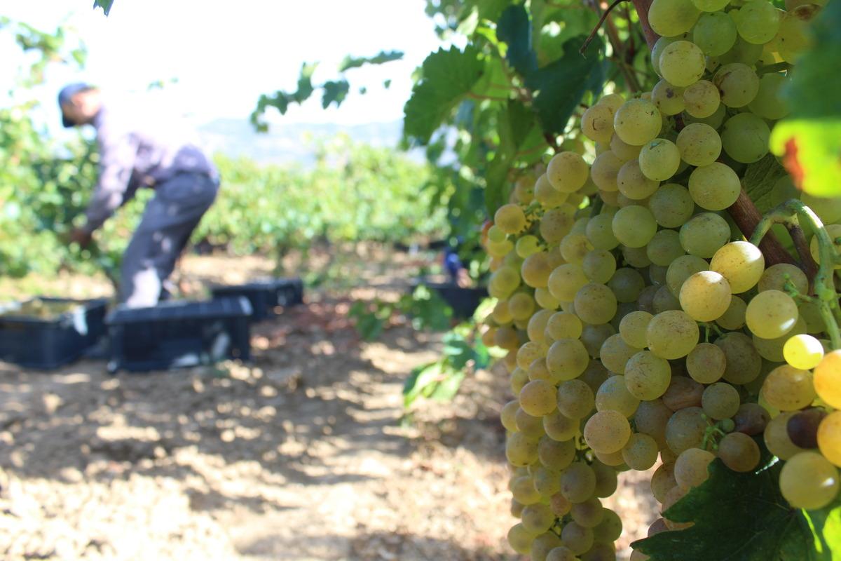Erbaa'da 15 bin ton &uuml;z&uuml;m hasadı yapıldı