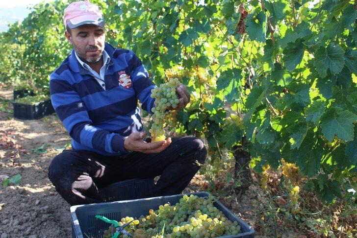 Erbaa'da 15 bin ton üzüm hasadı yapıldı G5