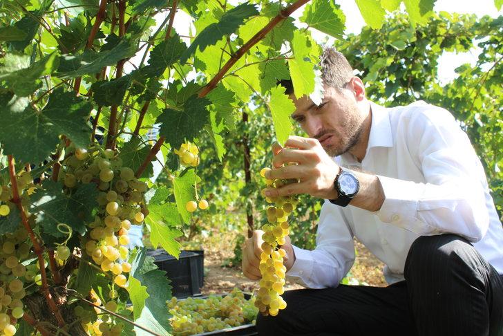 Erbaa'da 15 bin ton üzüm hasadı yapıldı G2