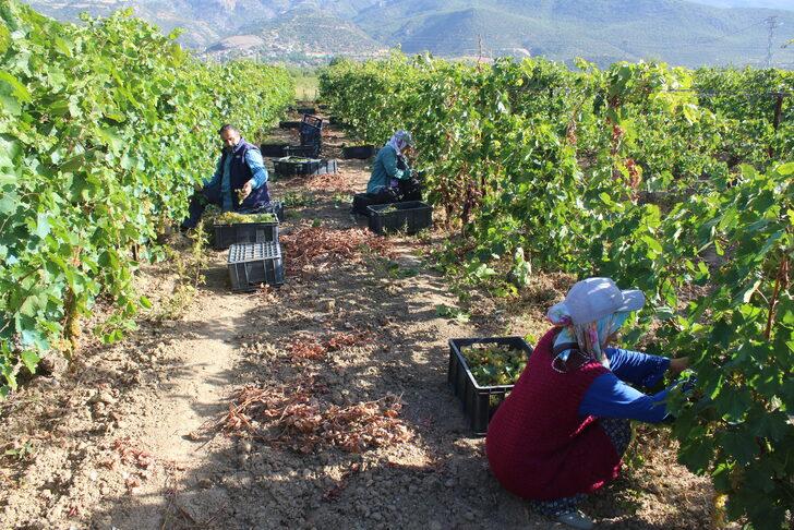 Erbaa'da 15 bin ton üzüm hasadı yapıldı G4