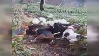 Beslenmek için köye inen domuz, köpeklere yem oldu