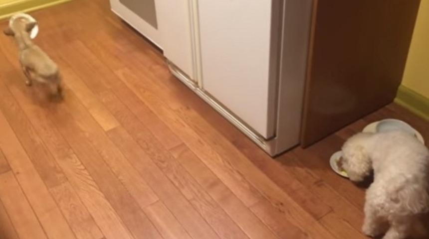 Yalnız yemek yemeyi sevmeyen k&ouml;pek