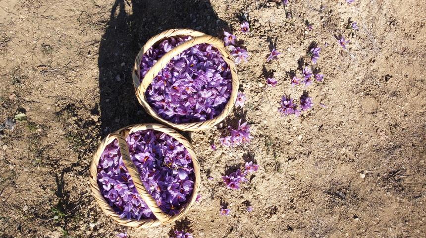 "Mucize bitki" safran, çalıştayda ele alınacak