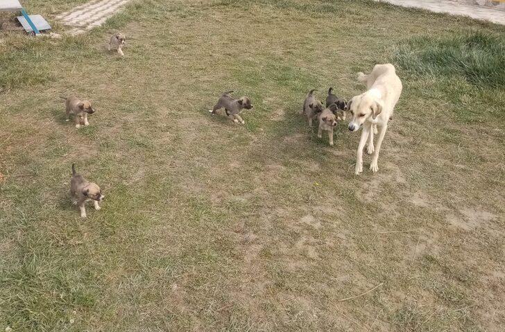 Şantiyeye sığınan köpek ve 8 yavrusuna işçiler sahip çıktı G1