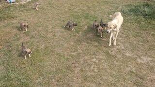 Şantiyeye sığınan köpek ve 8 yavrusuna işçiler sahip çıktı