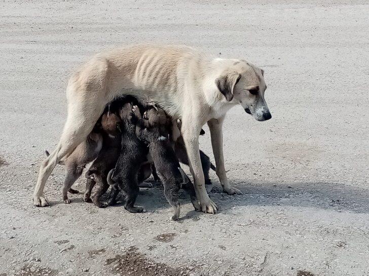 Şantiyeye sığınan köpek ve 8 yavrusuna işçiler sahip çıktı G2