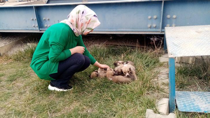 Şantiyeye sığınan köpek ve 8 yavrusuna işçiler sahip çıktı G3