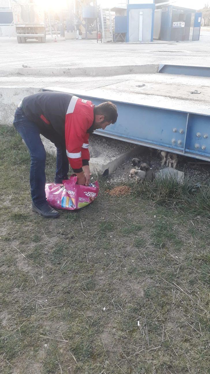 Şantiyeye sığınan köpek ve 8 yavrusuna işçiler sahip çıktı G4