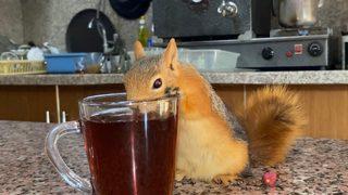 Sahibinden ayrılamayan 'Boncuk' sincap tam bir çay tiryakisi! Herkesin ilgi odağı oldu