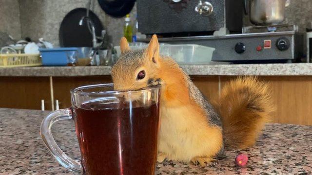 Sahibinden ayrılamayan 'Boncuk' sincap tam bir çay tiryakisi! Herkesin ilgi odağı oldu