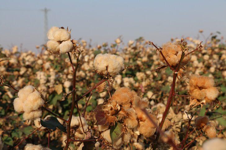 Adana'da iki çeşit renkli pamuğun hasadı yapıldı G1