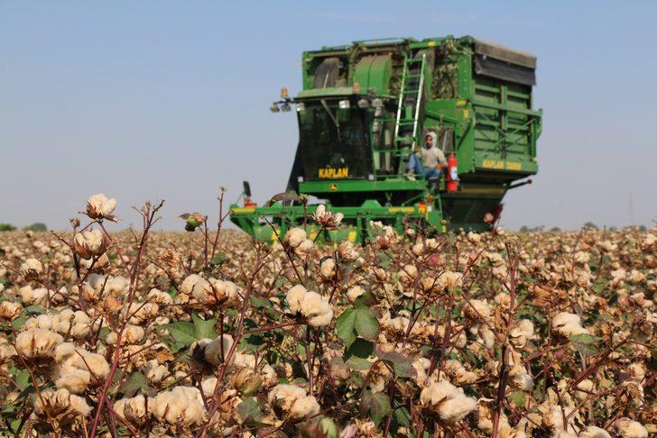 Adana'da iki çeşit renkli pamuğun hasadı yapıldı G3