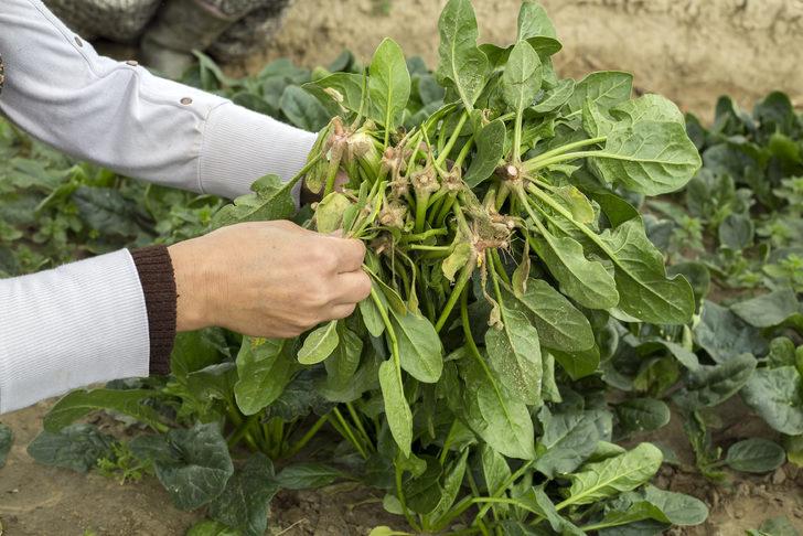 Ölümcül kan pıhtılaşmasını doğal olarak çözebilen besinler G4