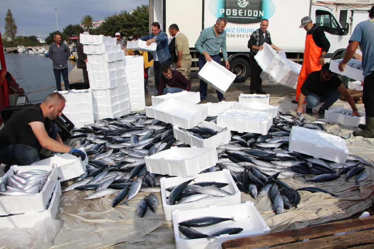 Bandırma K&ouml;rfezi'nde palamut bolluğu devam ediyor