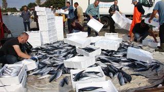 Bandırma Körfezi'nde palamut bolluğu devam ediyor