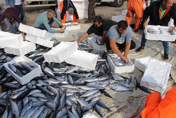 Bandırma Körfezi'nde palamut bolluğu devam ediyor G3
