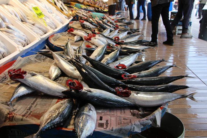 Bandırma Körfezi'nde palamut bolluğu devam ediyor G5