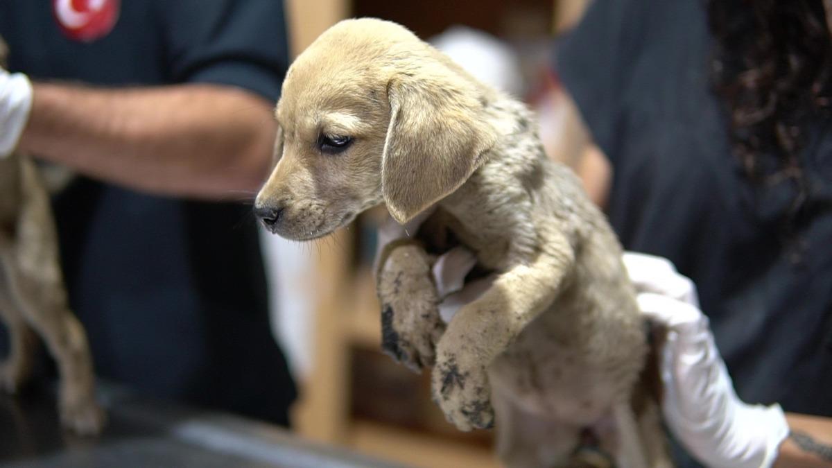 Mersin'de &ouml;l&uuml;me terk edilen k&ouml;pek yavruları kurtarıldı