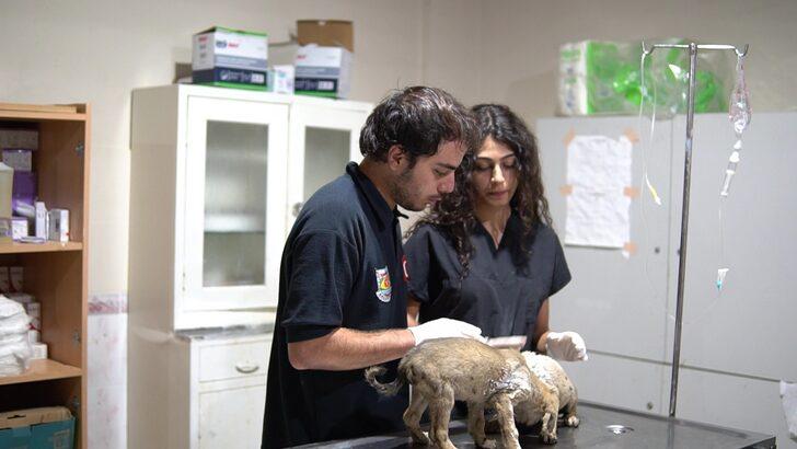 Mersin'de ölüme terk edilen köpek yavruları kurtarıldı G2