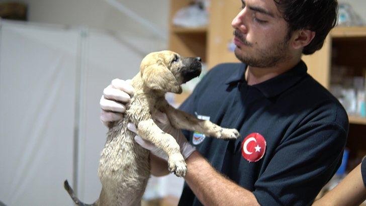 Mersin'de ölüme terk edilen köpek yavruları kurtarıldı G3
