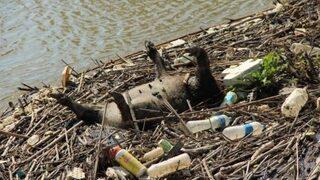 Büyük Menderes Nehri'nde 'biyolojik bomba' tehlikesi