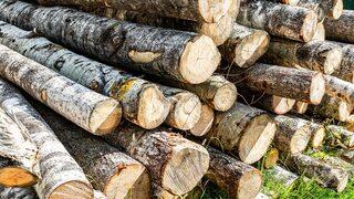 Böylesi görüşmemişti! Altından daha değerli hale geldi: Ormandan çalmaya başladılar...