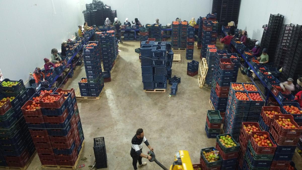 Mersin'de yetiştirilen domatesler yurt dışına g&ouml;nderiliyor
