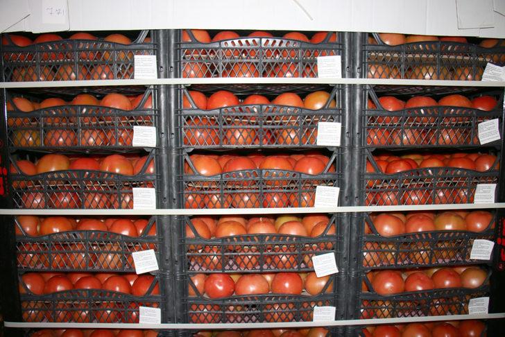 Mersin'de yetiştirilen domatesler yurt dışına gönderiliyor G2