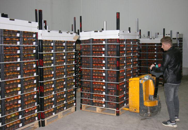 Mersin'de yetiştirilen domatesler yurt dışına gönderiliyor G3