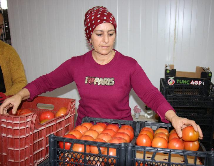 Mersin'de yetiştirilen domatesler yurt dışına gönderiliyor G4