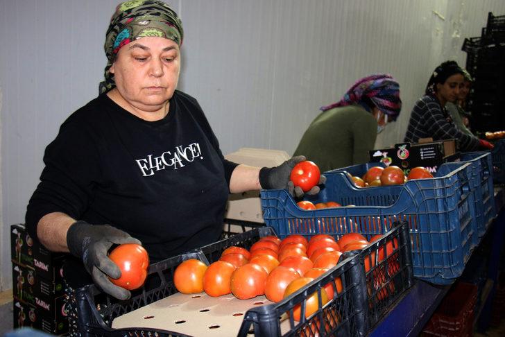 Mersin'de yetiştirilen domatesler yurt dışına gönderiliyor G5