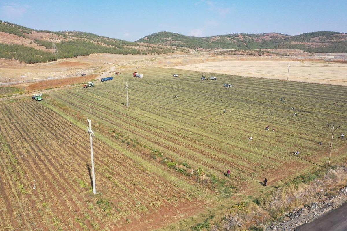 Gaziantep'te yer fıstığı hasadı başladı