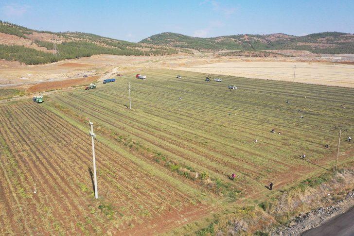 Gaziantep'te yer fıstığı hasadı başladı G1
