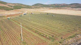 Gaziantep'te yer fıstığı hasadı başladı