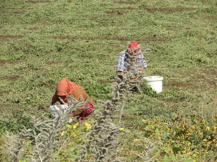 Gaziantep'te yer fıstığı hasadı başladı G2