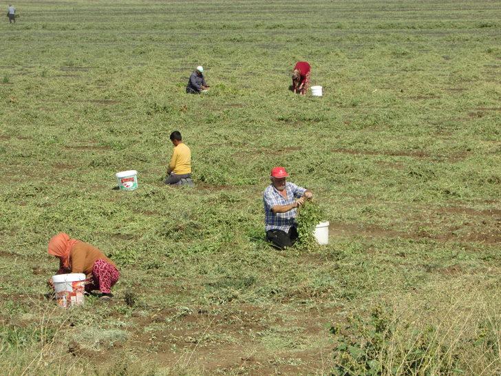 Gaziantep'te yer fıstığı hasadı başladı G4