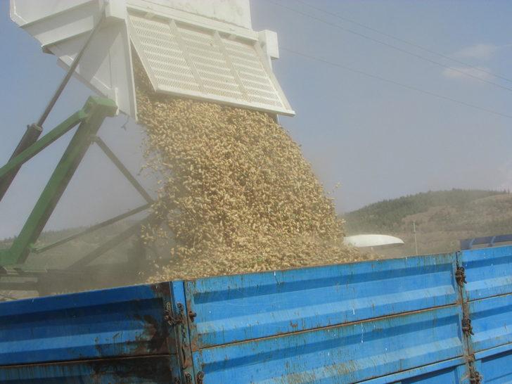 Gaziantep'te yer fıstığı hasadı başladı G5