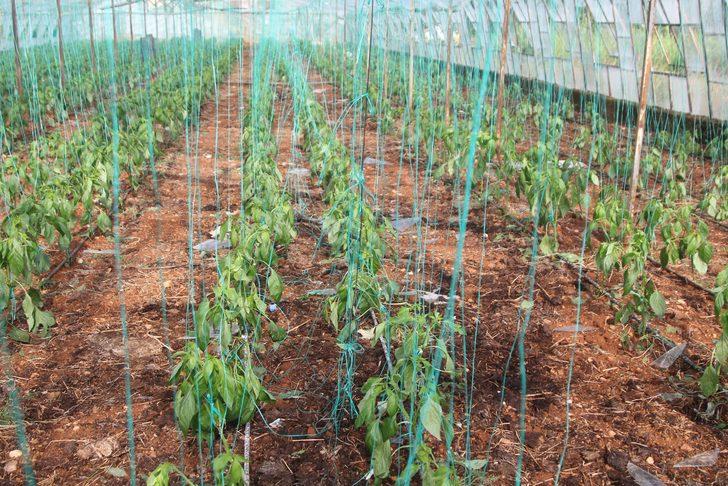 Antalya'da dolu ve fırtına tarım alanlarına zarar verdi G2