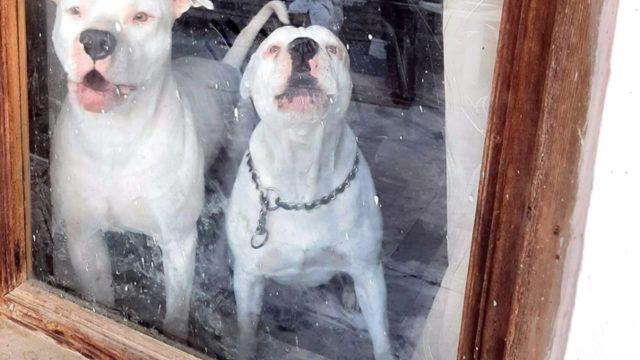 Muğla'da 6 Pitbull'un koruduğu bağ evine operasyon! 31 suçtan aranırken İsrail vatandaşı olan adamdan şok ifade