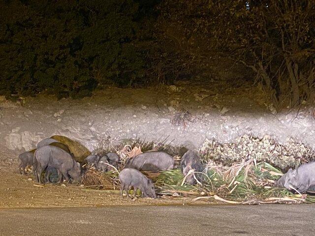 Bodrum'da aç kalan yaban domuzları şehir merkezine indi