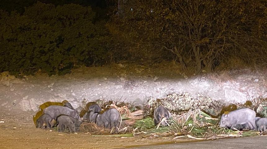 Bodrum'da aç kalan yaban domuzları şehir merkezine indi