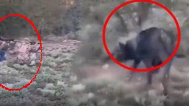 Avlanmak için ormana gitmişti! Ateş ettiği bufalo intikamını çok kötü aldı... Görüntüler gündem oldu