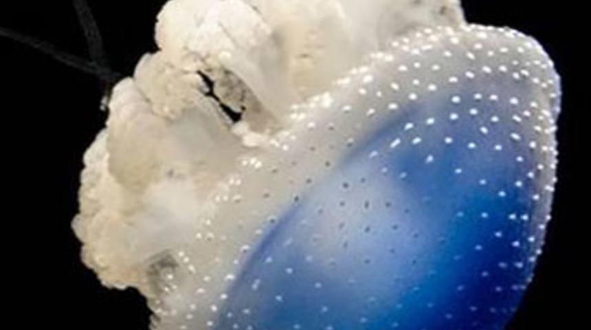 Canavar "Akdeniz"de görüldü