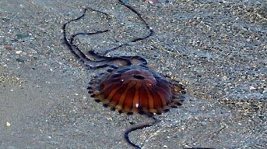 Yalova'da zehirli denizanası istilası